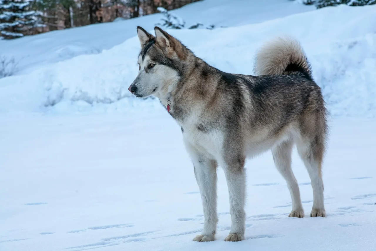 Un Malamute d'Alaska debout dans la neige