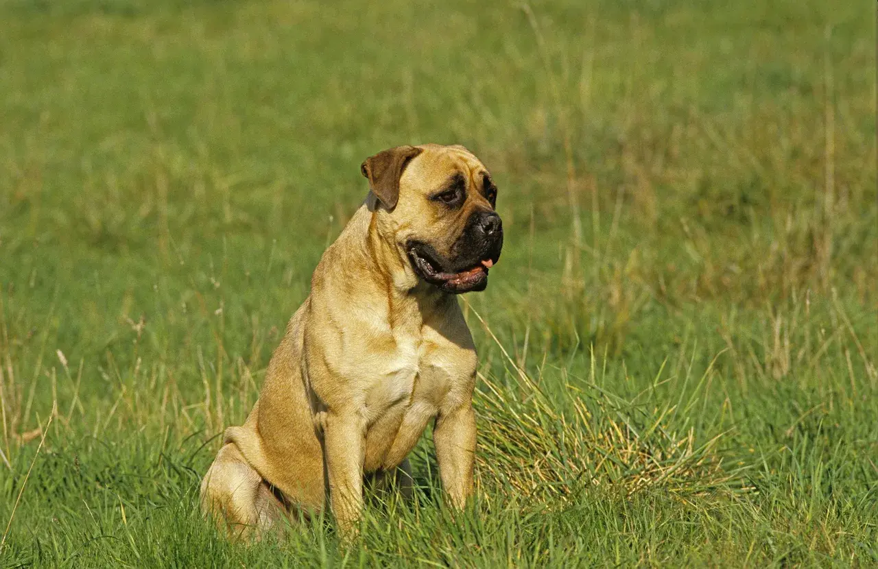 Un Mastiff à l'extérieur