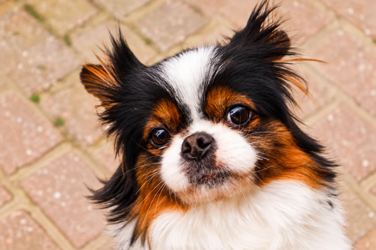 Un chien regarde attentivement son humaine pendant une promenade