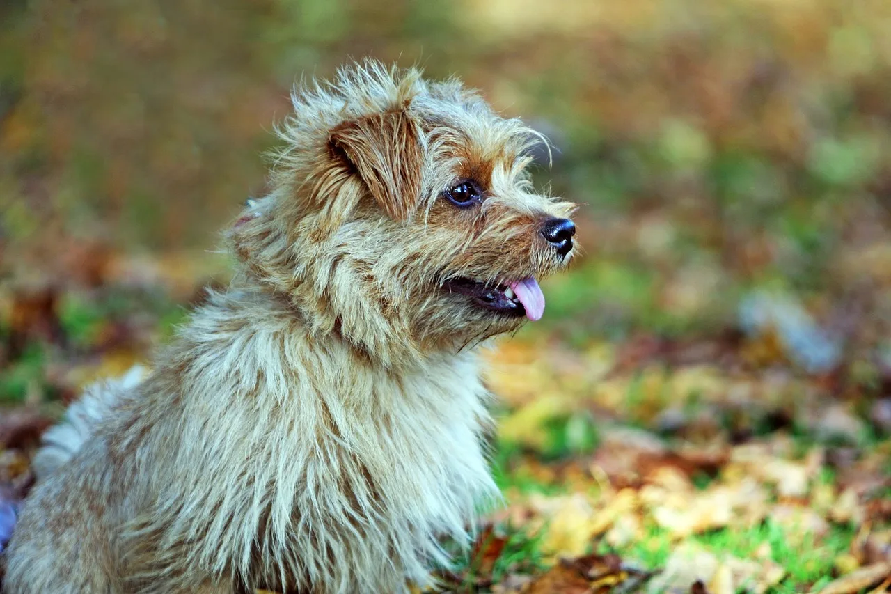 Un Norfolk Terrier à l'extérieur