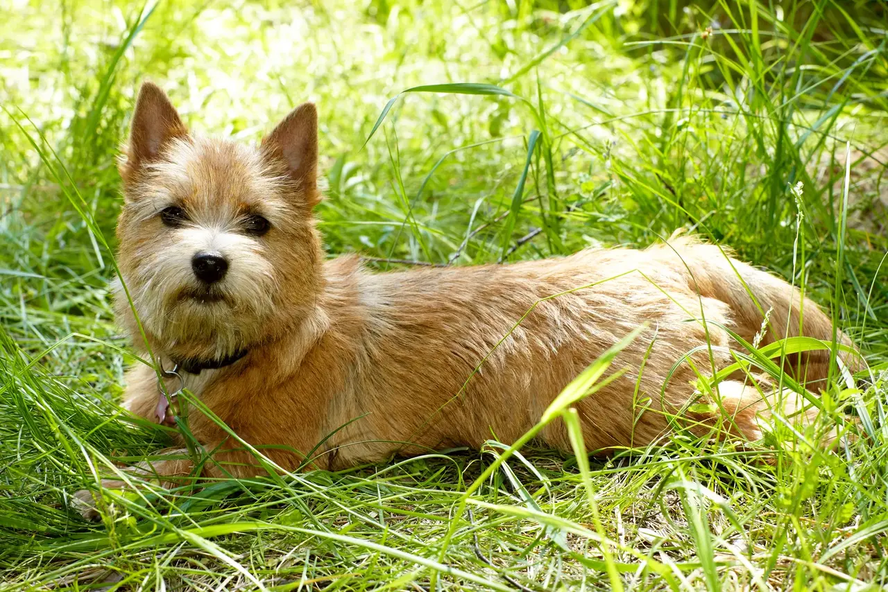 Un Norwich Terrier à l'extérieur