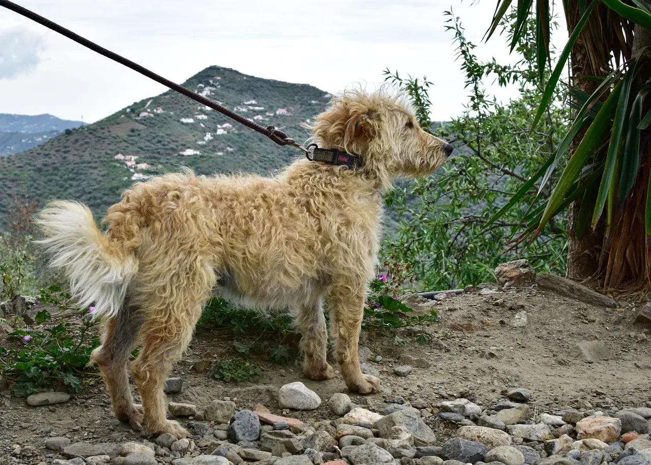 Un Otterhound à l'extérieur