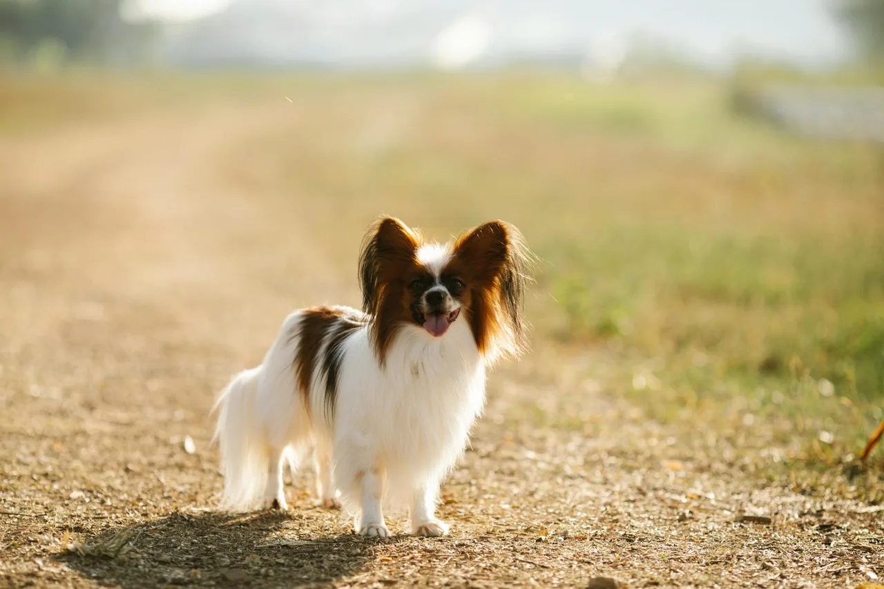 Un Papillon à l'extérieur