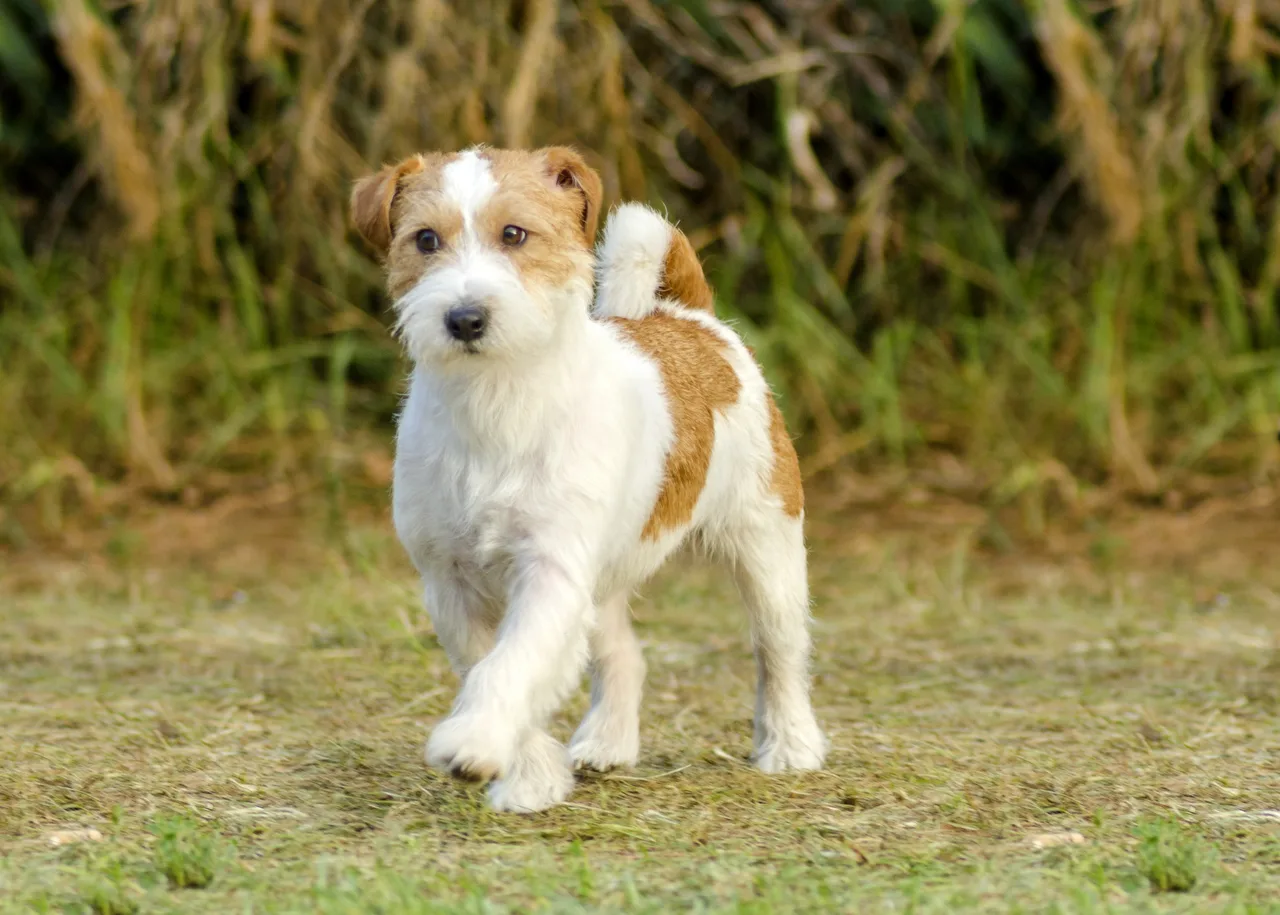 Un Parson Russell Terrier à l'extérieur