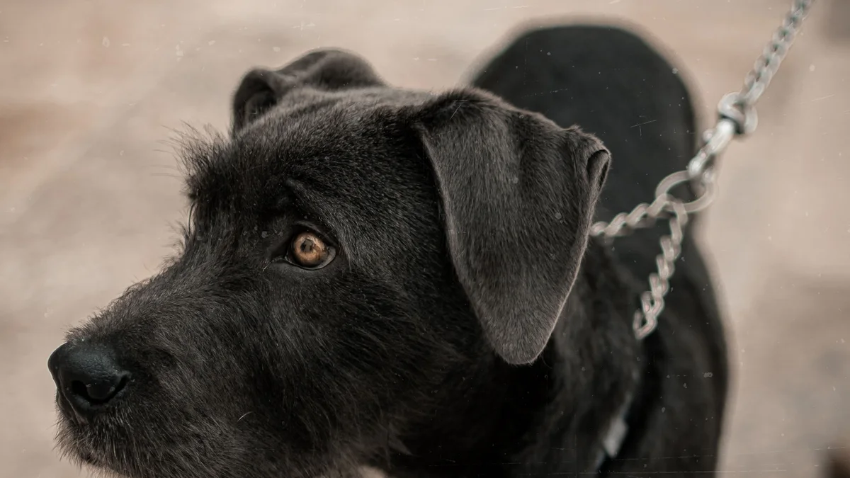 Un Patterdale Terrier à l'extérieur