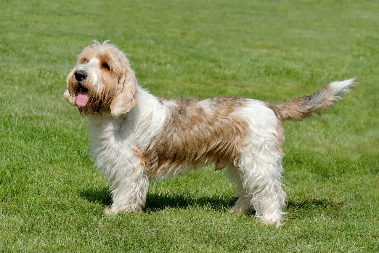Un Petit Basset Griffon Vendéen à l'extérieur