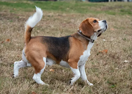 Petit chien courant suisse