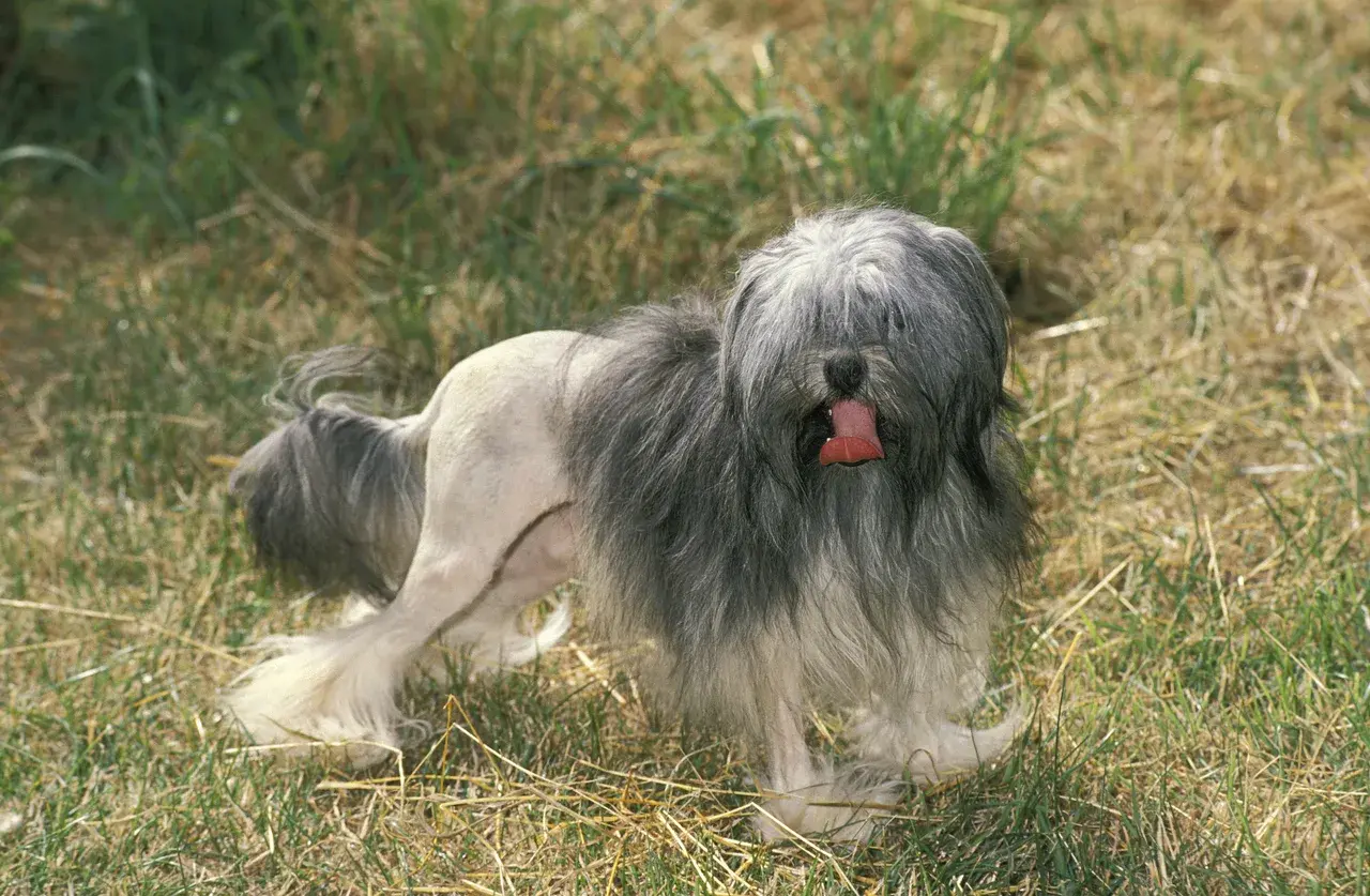 Un Petit Chien Lion à l'extérieur