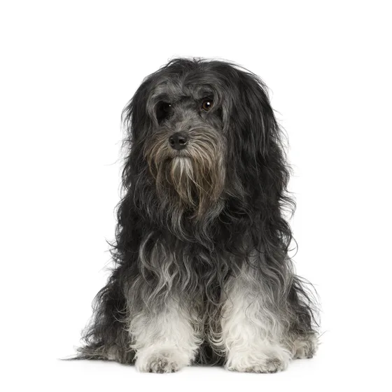 Petit Chien Lion
