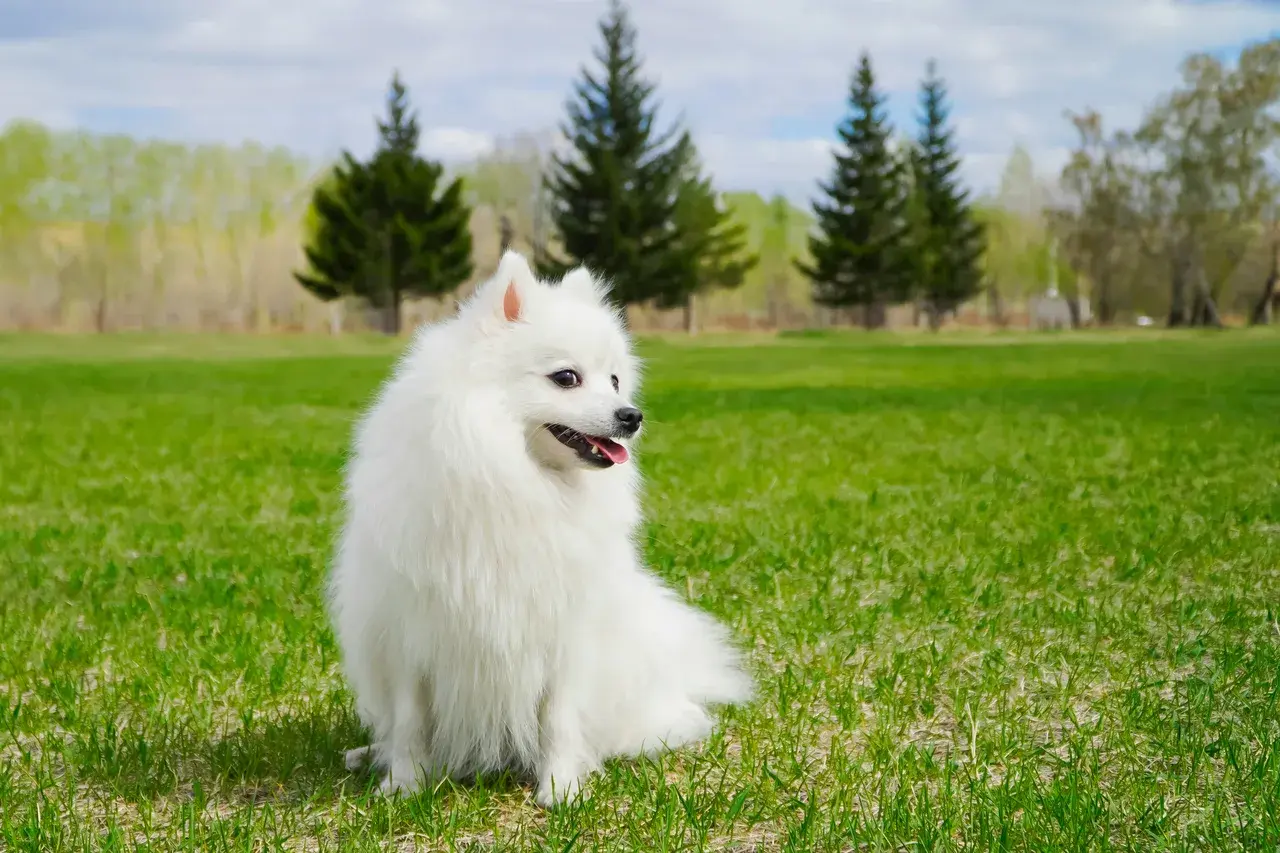 Un Petit Spitz allemand à l'extérieur