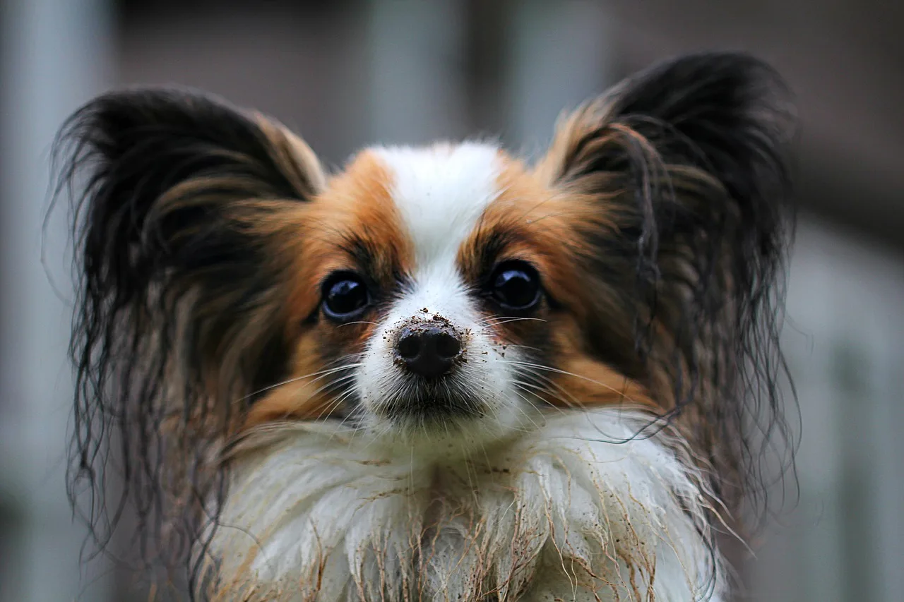 Un Phalène à l'extérieur