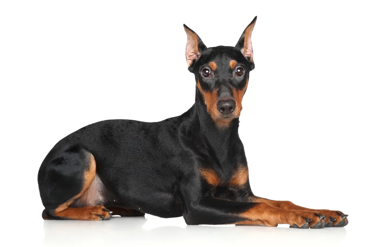 Un Pinscher allemand à l'extérieur