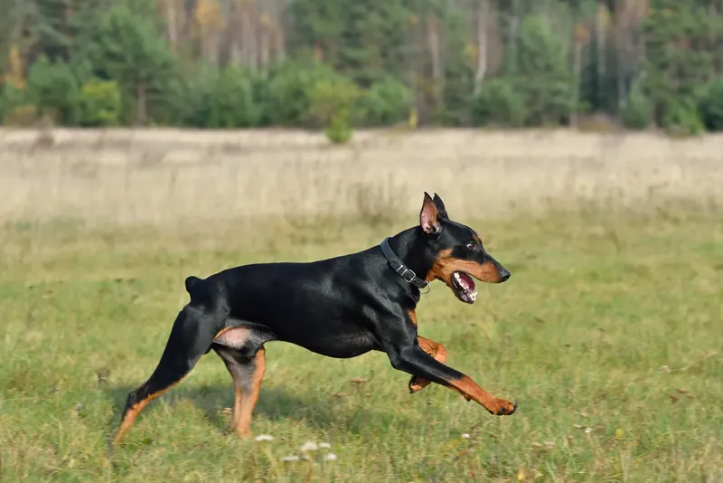 Pinscher allemand