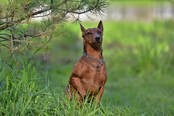 Pinscher nain