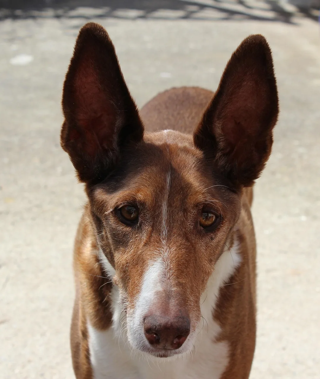 Un Podenco canario à l'extérieur