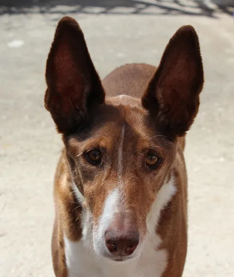 Podenco canario