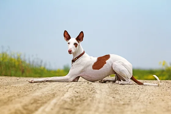 Podenco d'Ibiza