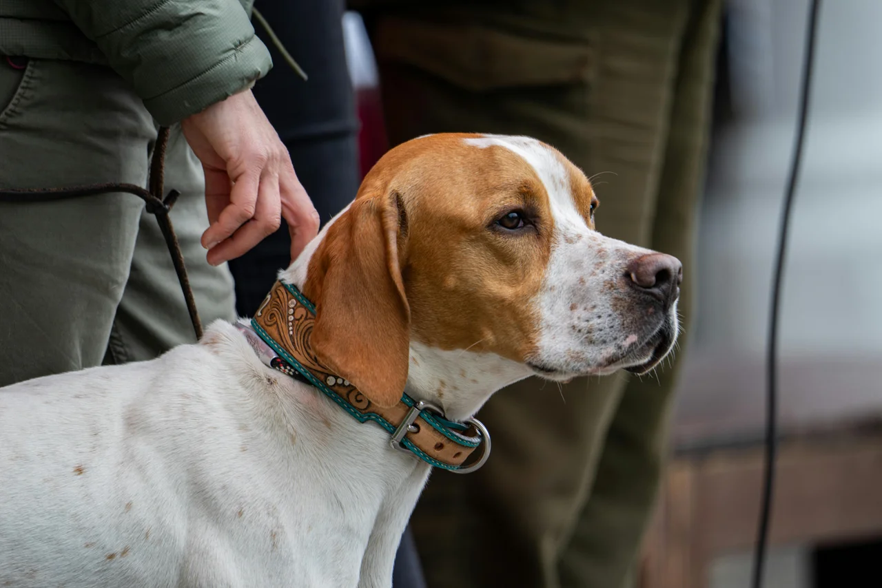 Un Pointer anglais à l'extérieur