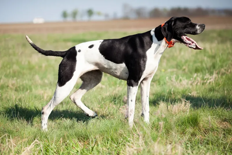 Pointer anglais