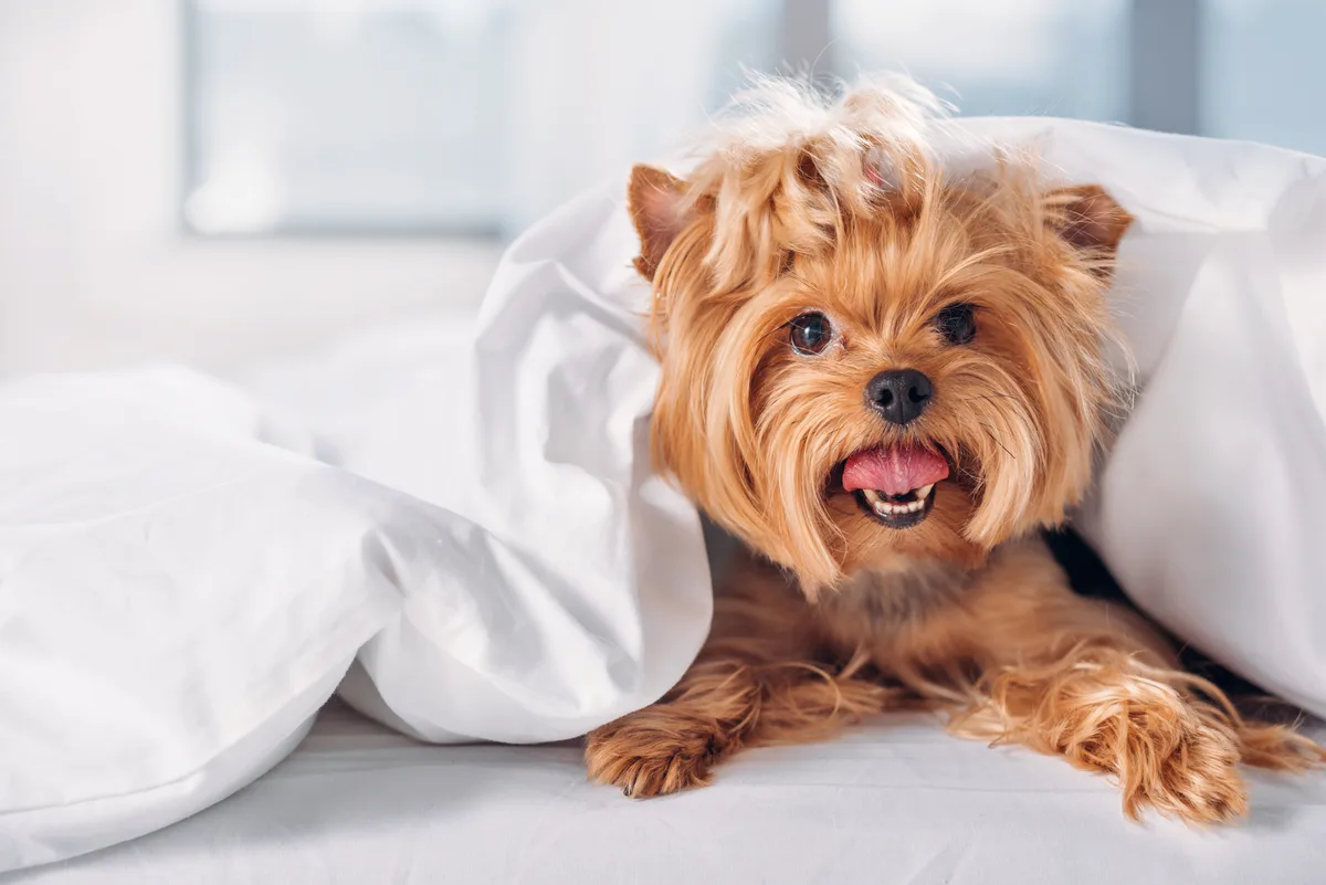 Un chiot se repose sous une couverture
