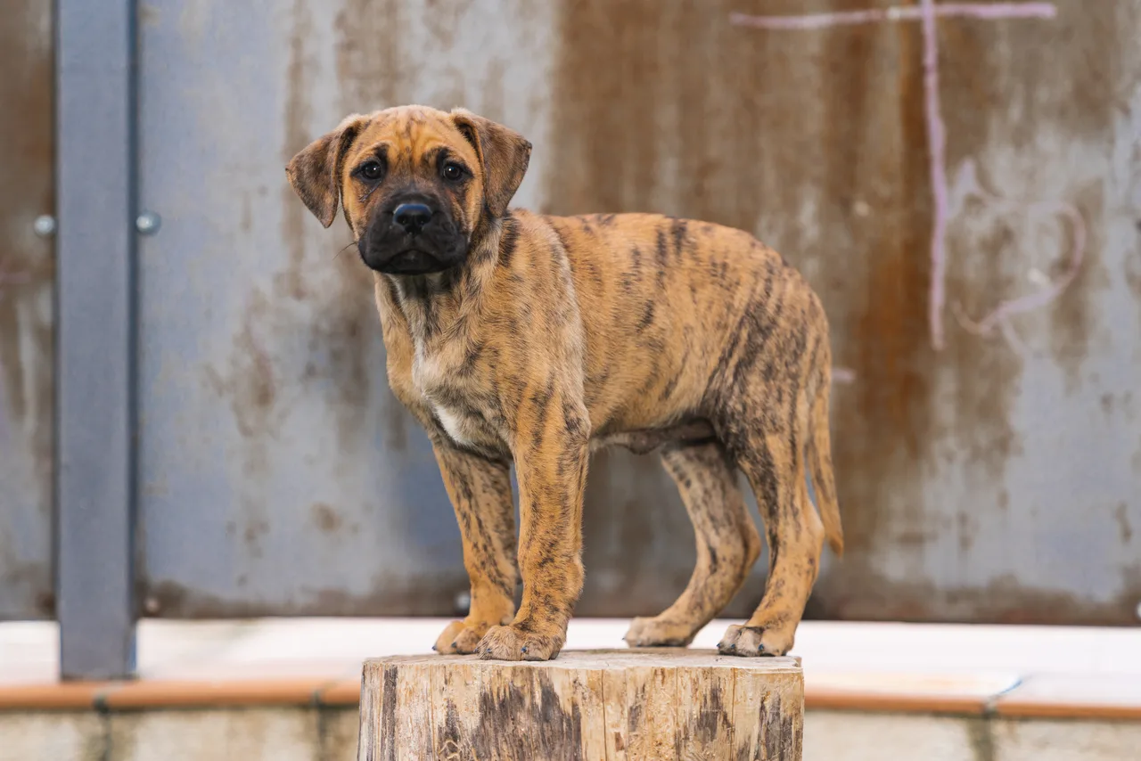 Un Presa Canario à l'extérieur