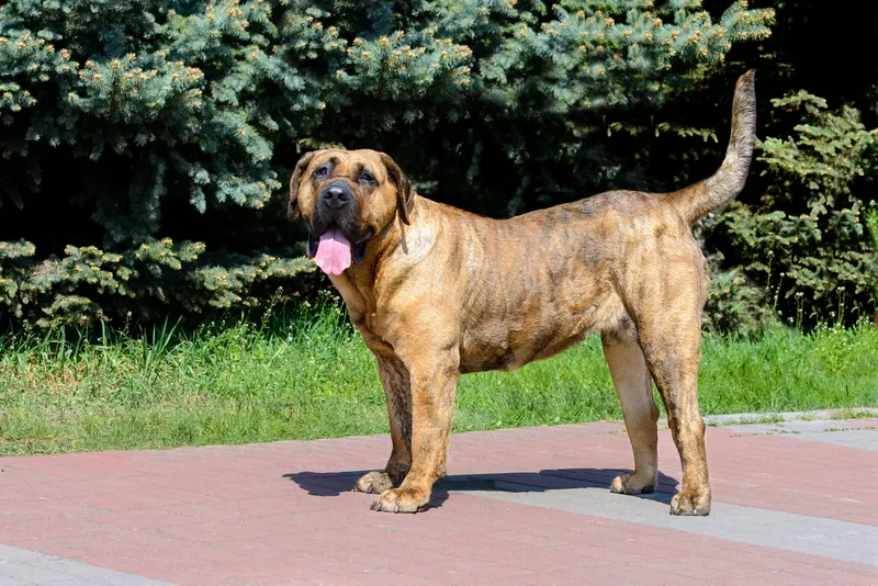 Presa Canario