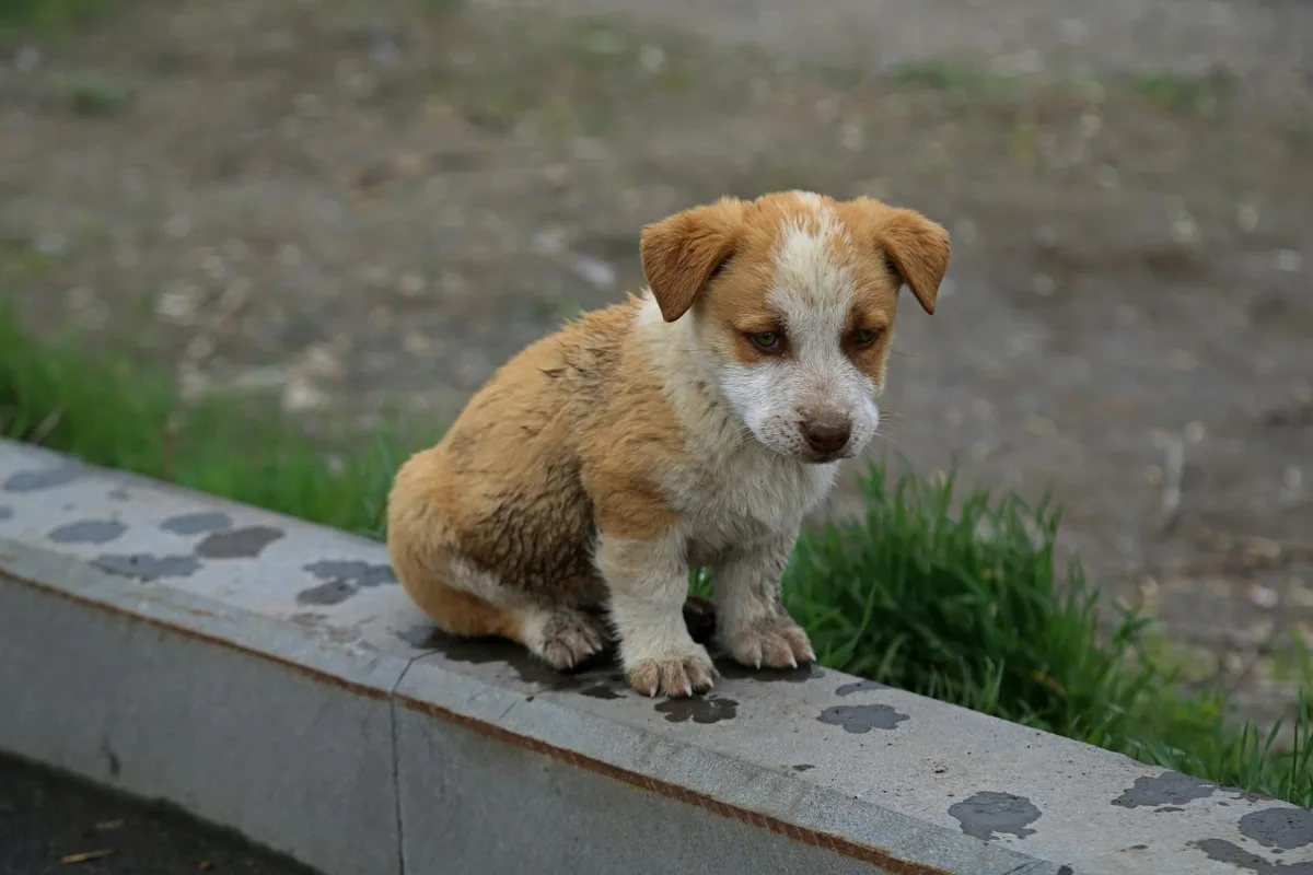 Un chiot brun et blanc est assis près de la pelouse