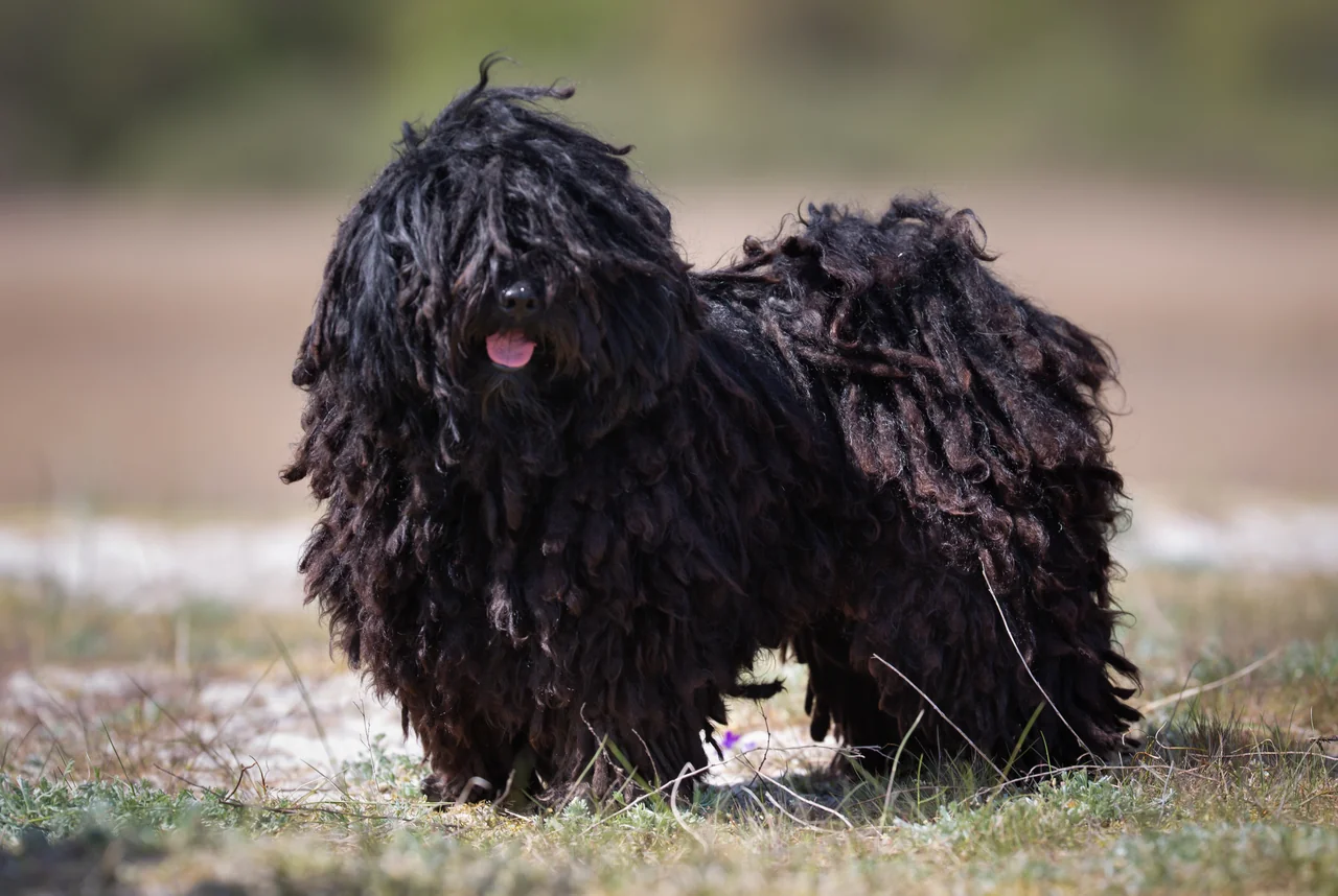 Un Puli à l'extérieur