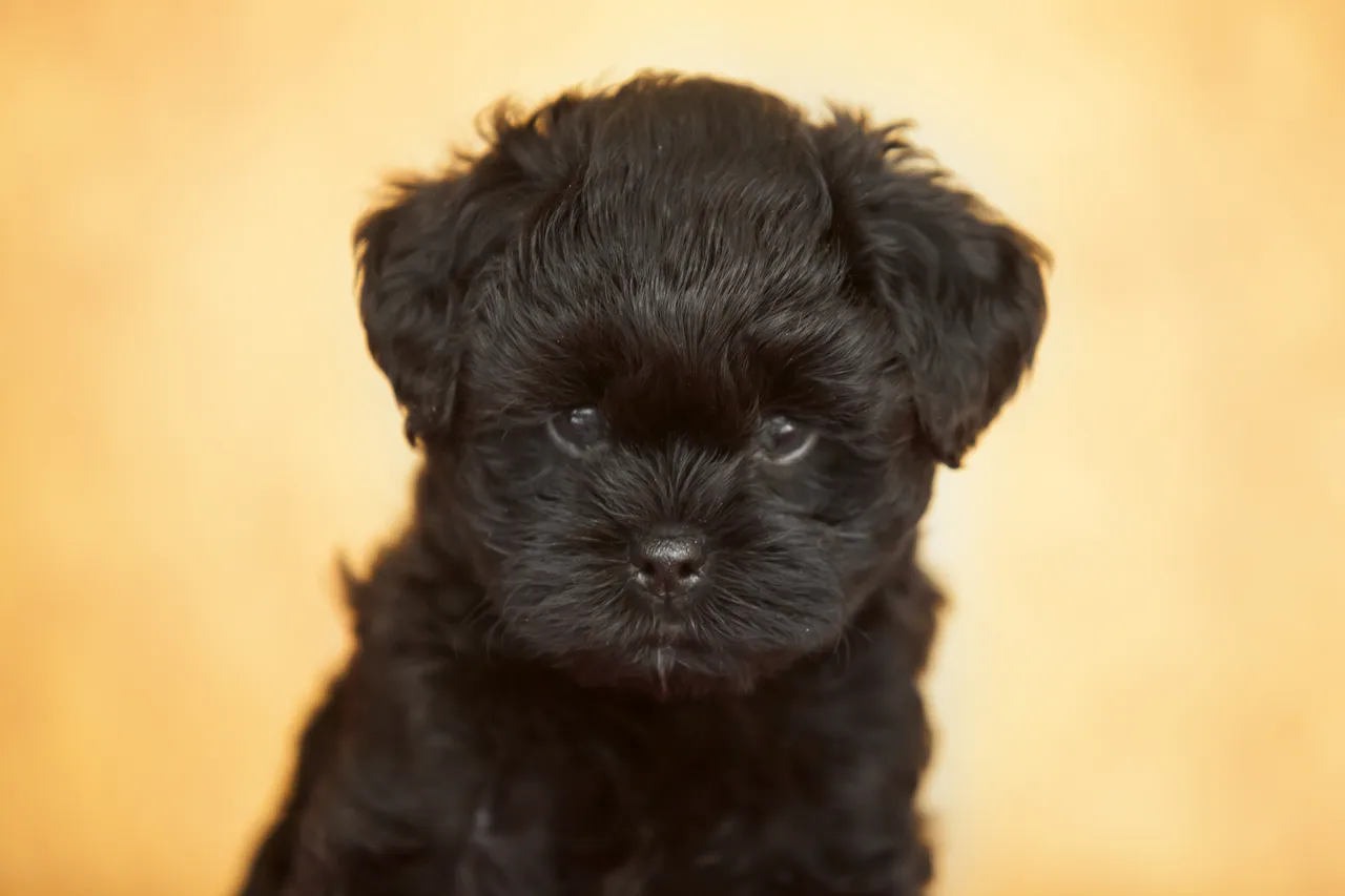 Photo de Affenpinscher