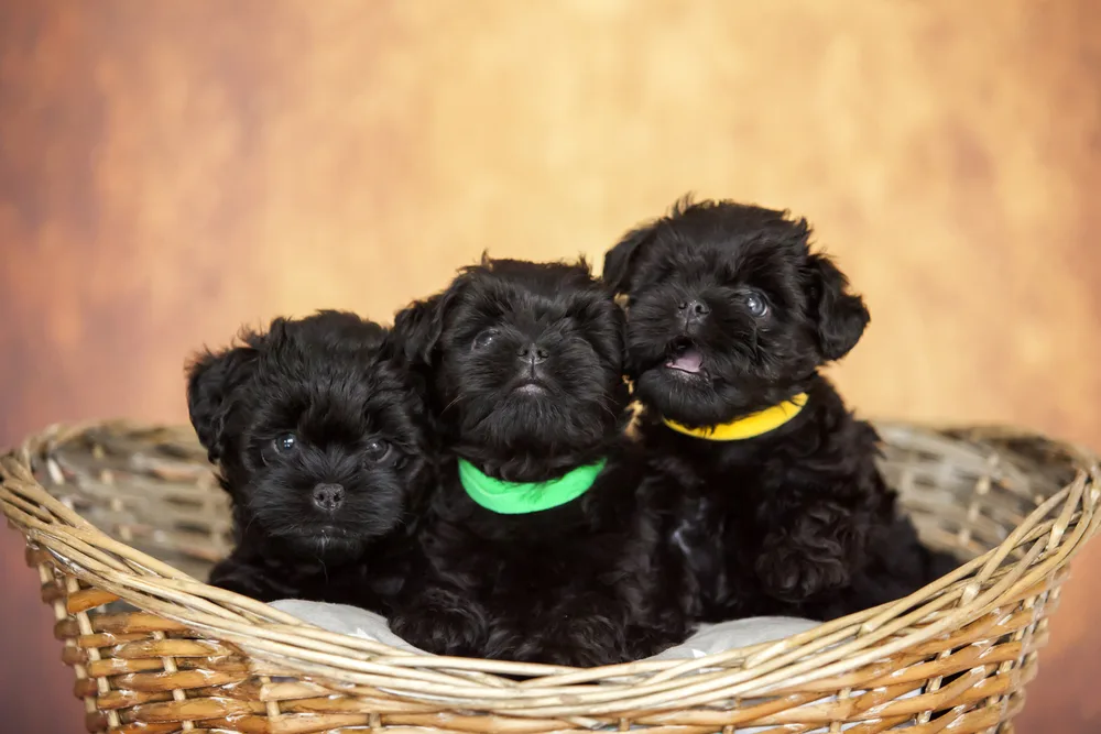 Photo de Affenpinscher