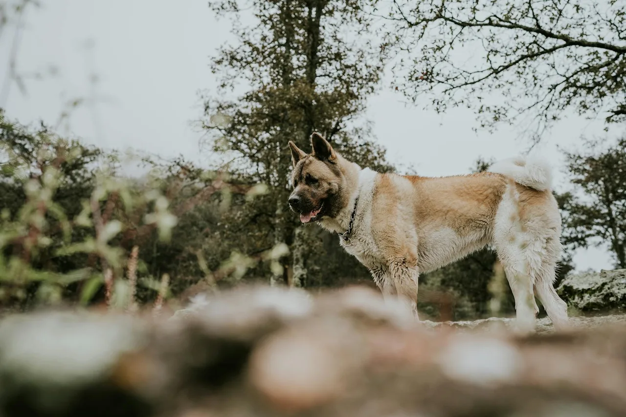 Photo de Akita américain