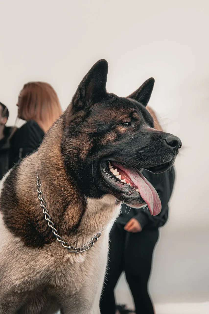 Photo de Akita américain