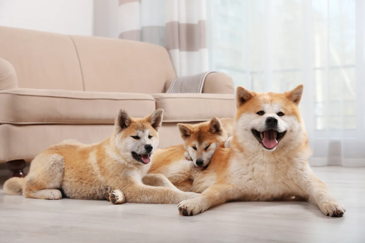 Photo de Akita Inu