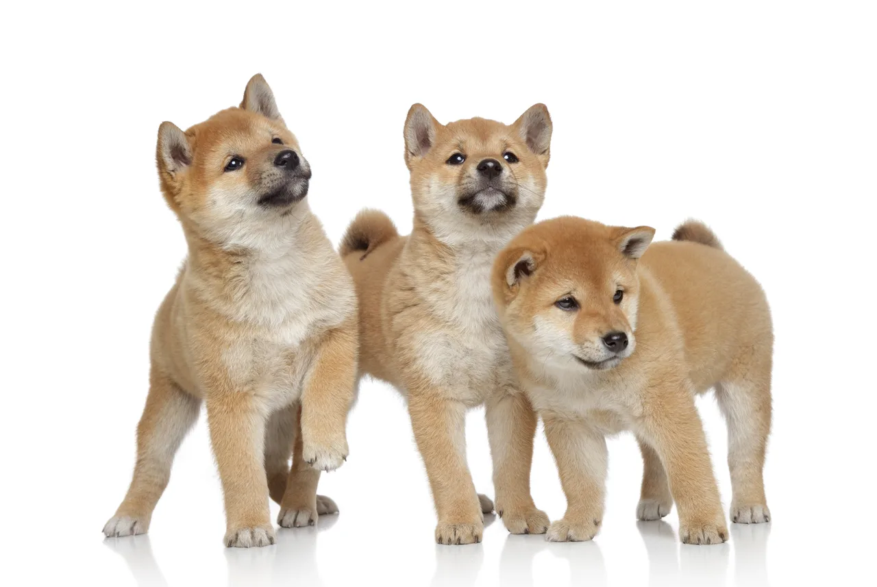 Photo de Akita Inu