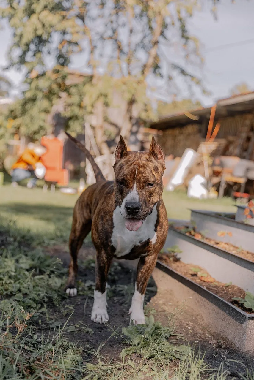 Photo de American Staffordshire Terrier