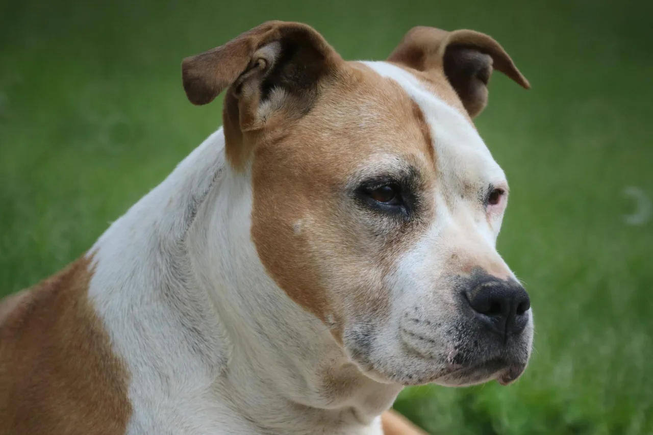 Photo de American Staffordshire Terrier