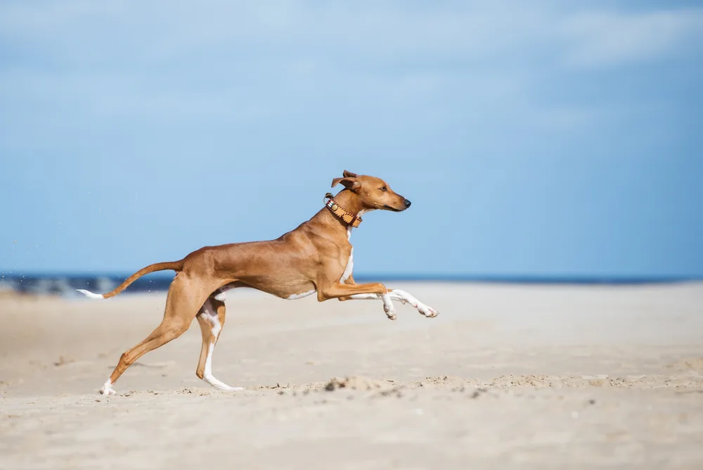 Photo de Azawakh