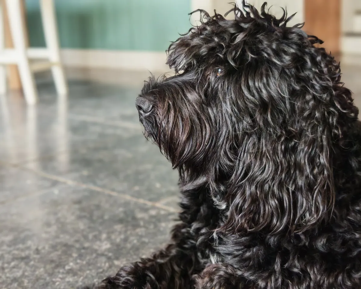 Photo de Barbet