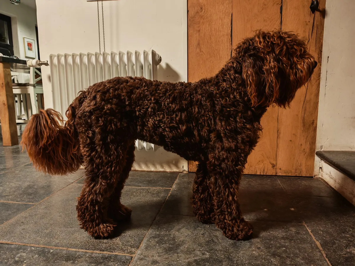 Photo de Barbet