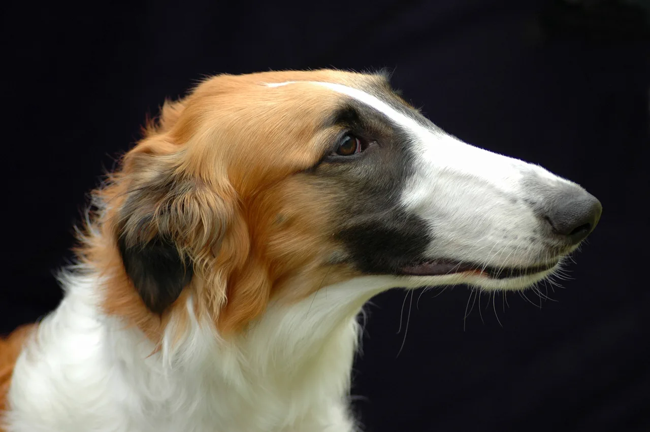 Photo de Barzoï