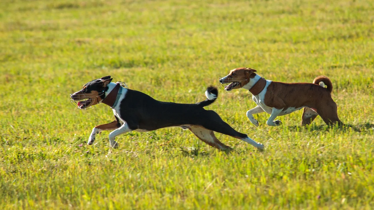 Photo de Basenji