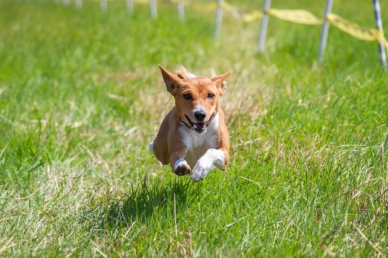 Photo de Basenji