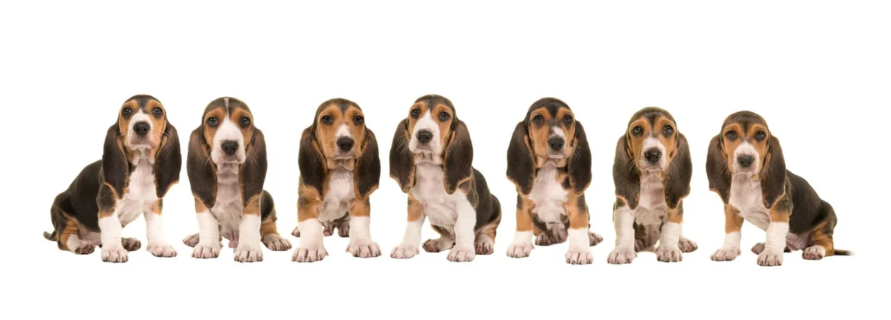 Photo de Basset artésien normand