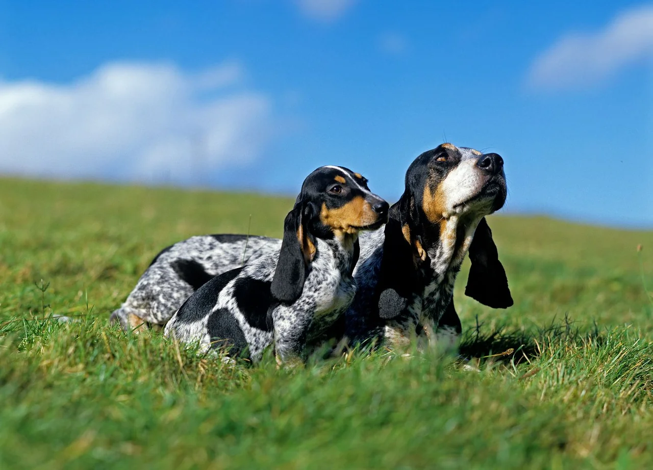 Photo de Basset bleu de Gascogne