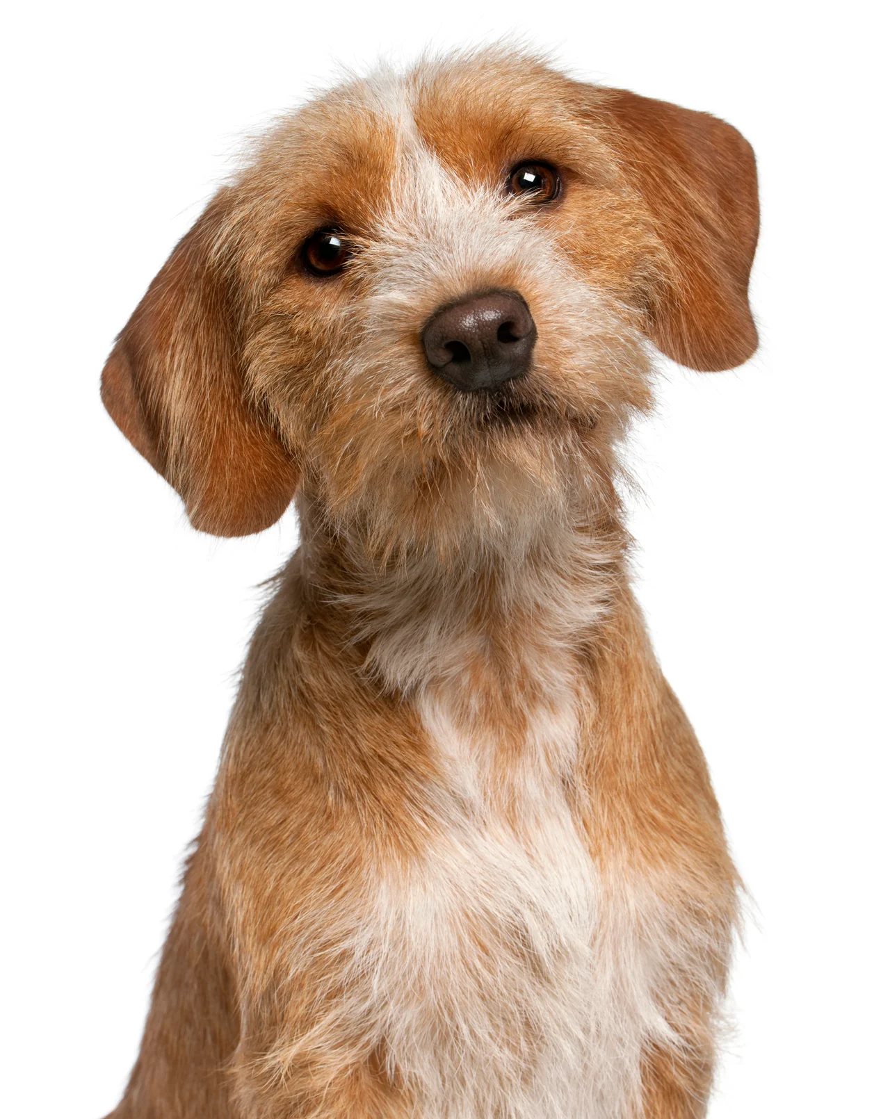 Photo de Basset fauve de Bretagne