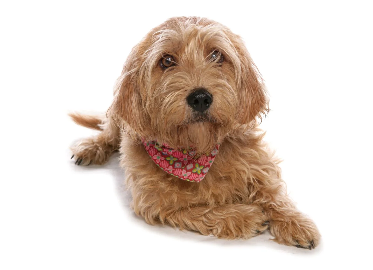 Photo de Basset fauve de Bretagne