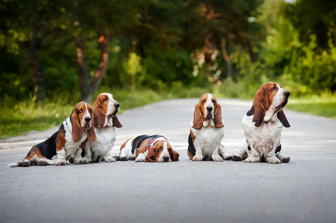 Photo de Basset Hound