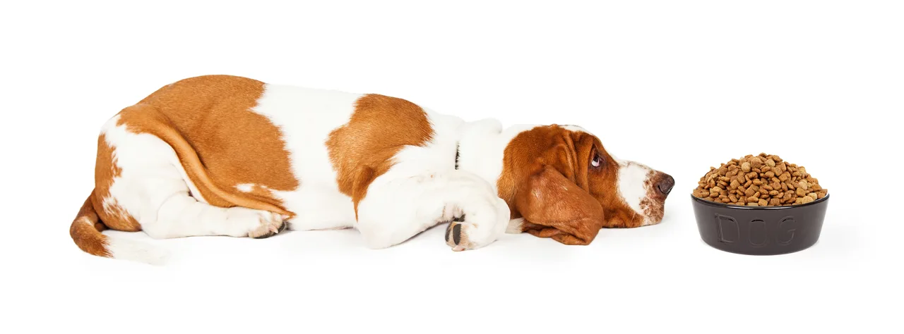 Photo de Basset Hound