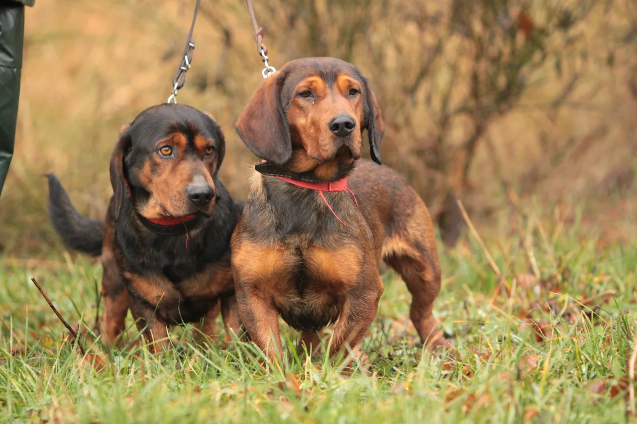 Photo de Basset suédois