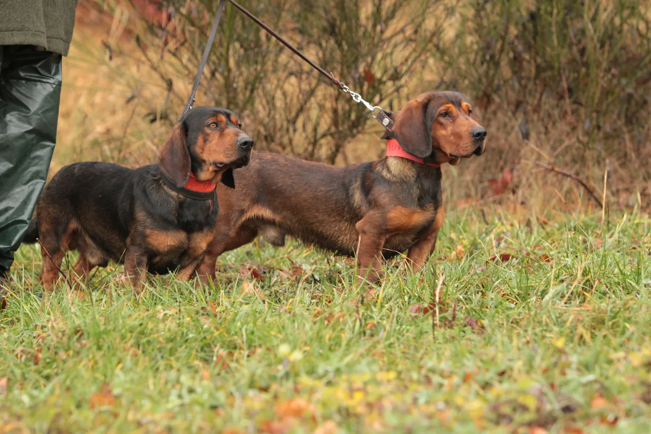 Photo de Basset suédois